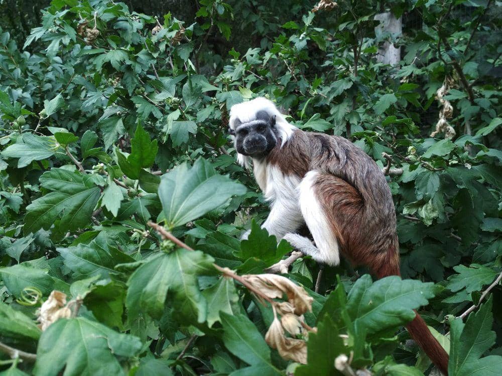 Tamarin berkepala kapas (commons.m.wikimedia.org/Jan Beranek)