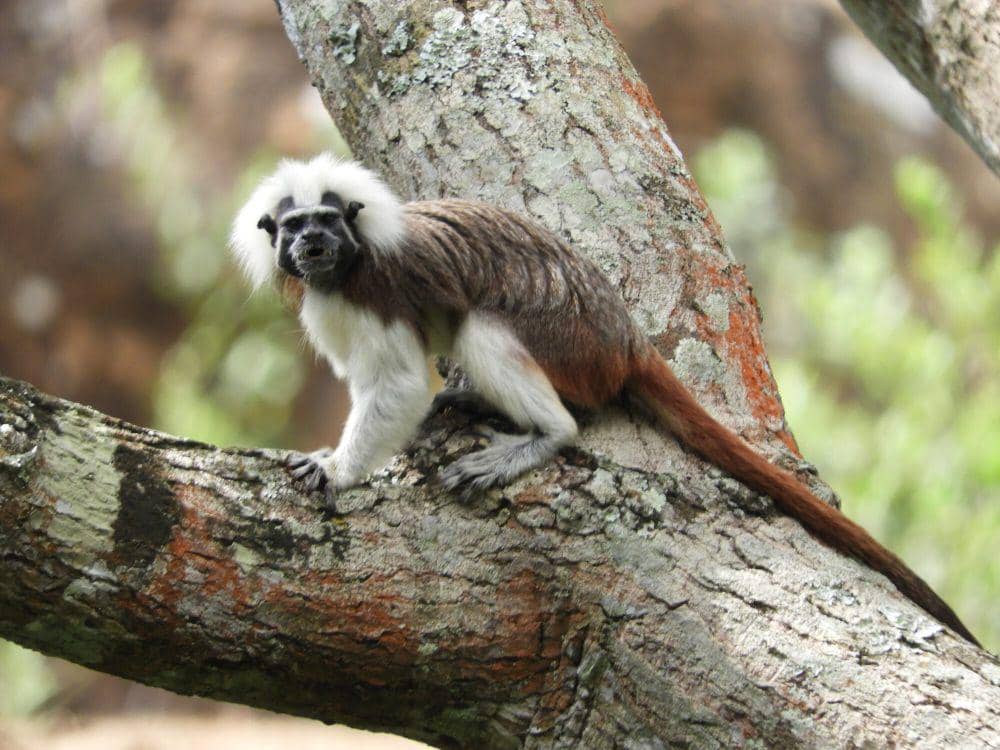 7 Fakta Tamarin Berkepala Kapas, Hanya Pasangan Dominan yang Kawin