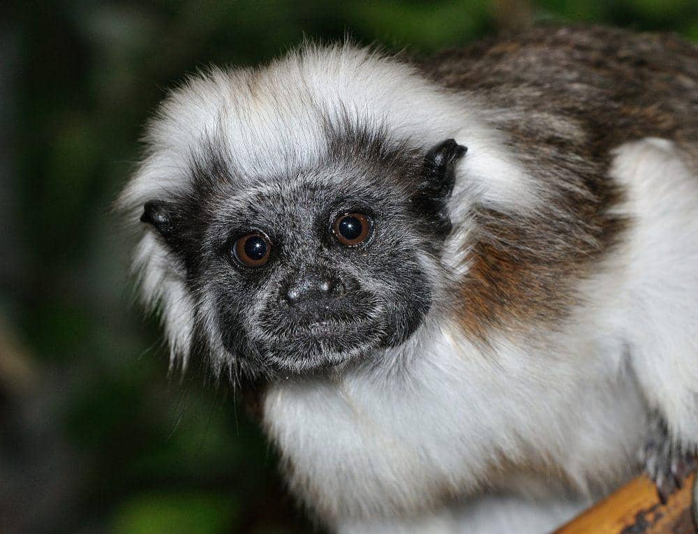 Tamarin berkepala kapas (commons.m.wikimedia.org/Quartl)