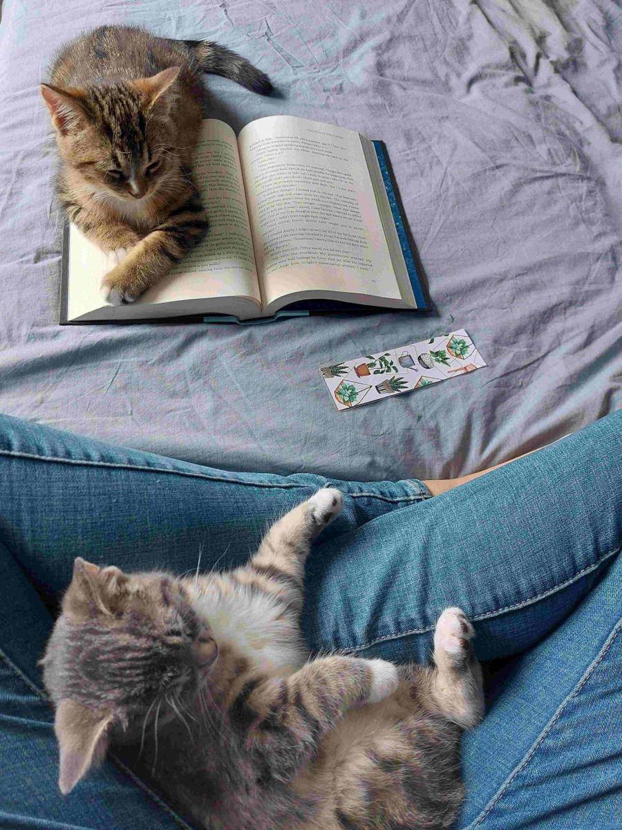potret kucing gangguin pemiliknya baca buku (reddit.com/user/Jacagain)
