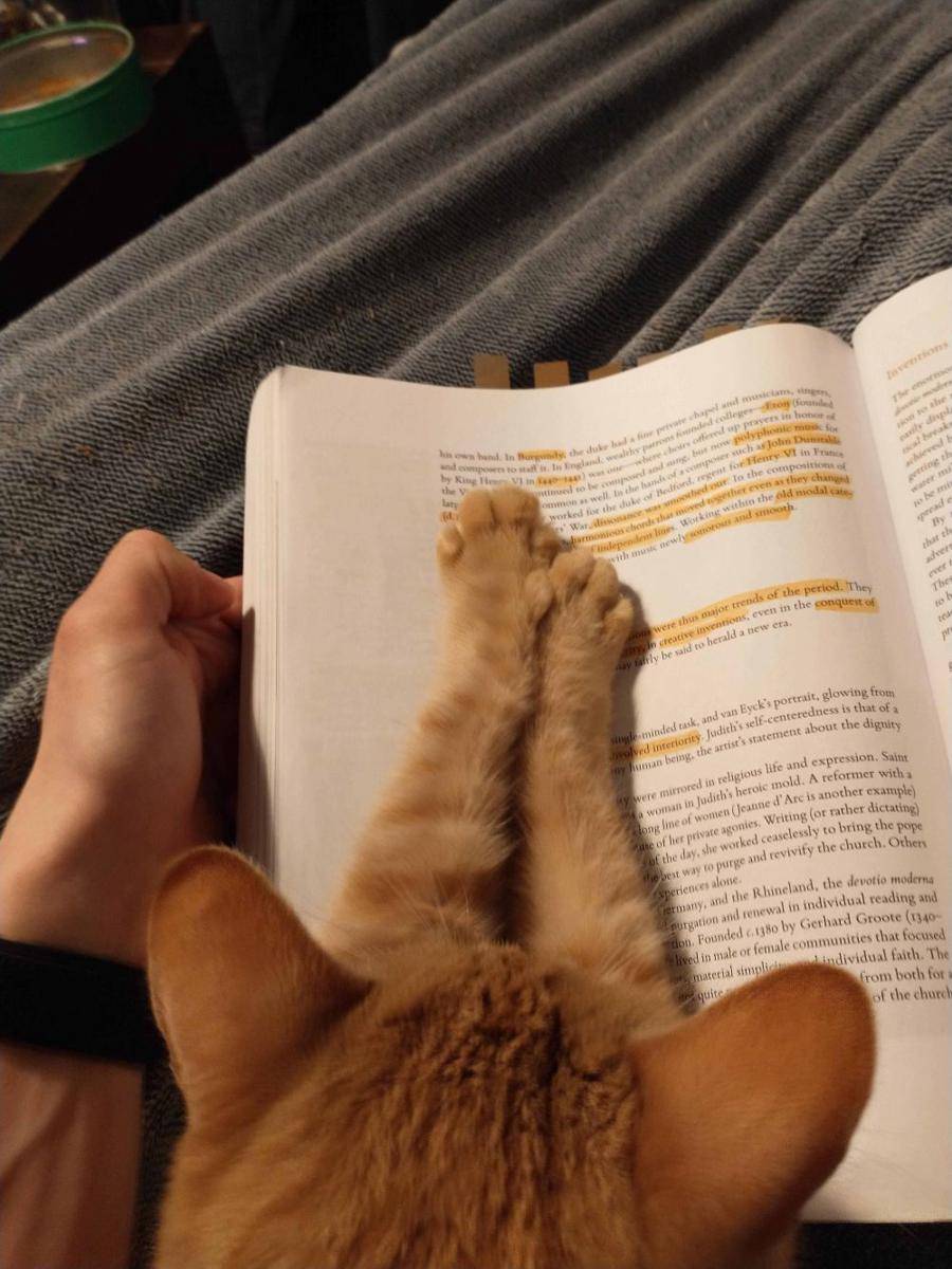 potret kucing gangguin pemiliknya baca buku (reddit.com/user/GlassGiraffe214)