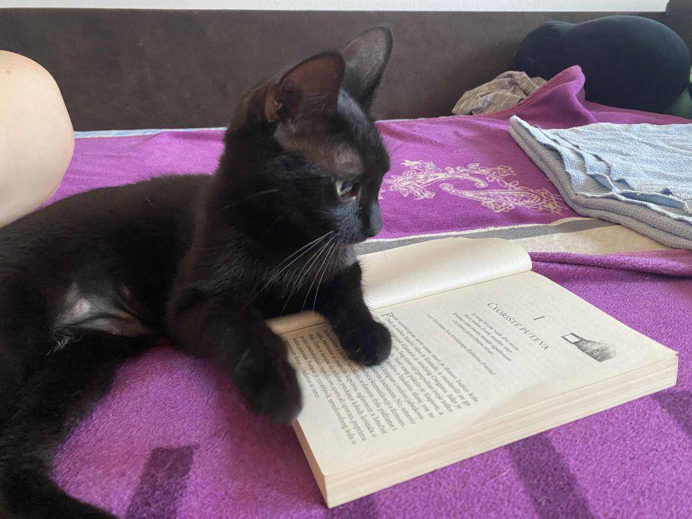 potret kucing gangguin pemiliknya baca buku (reddit.com/user/Pretty_Track_7505)