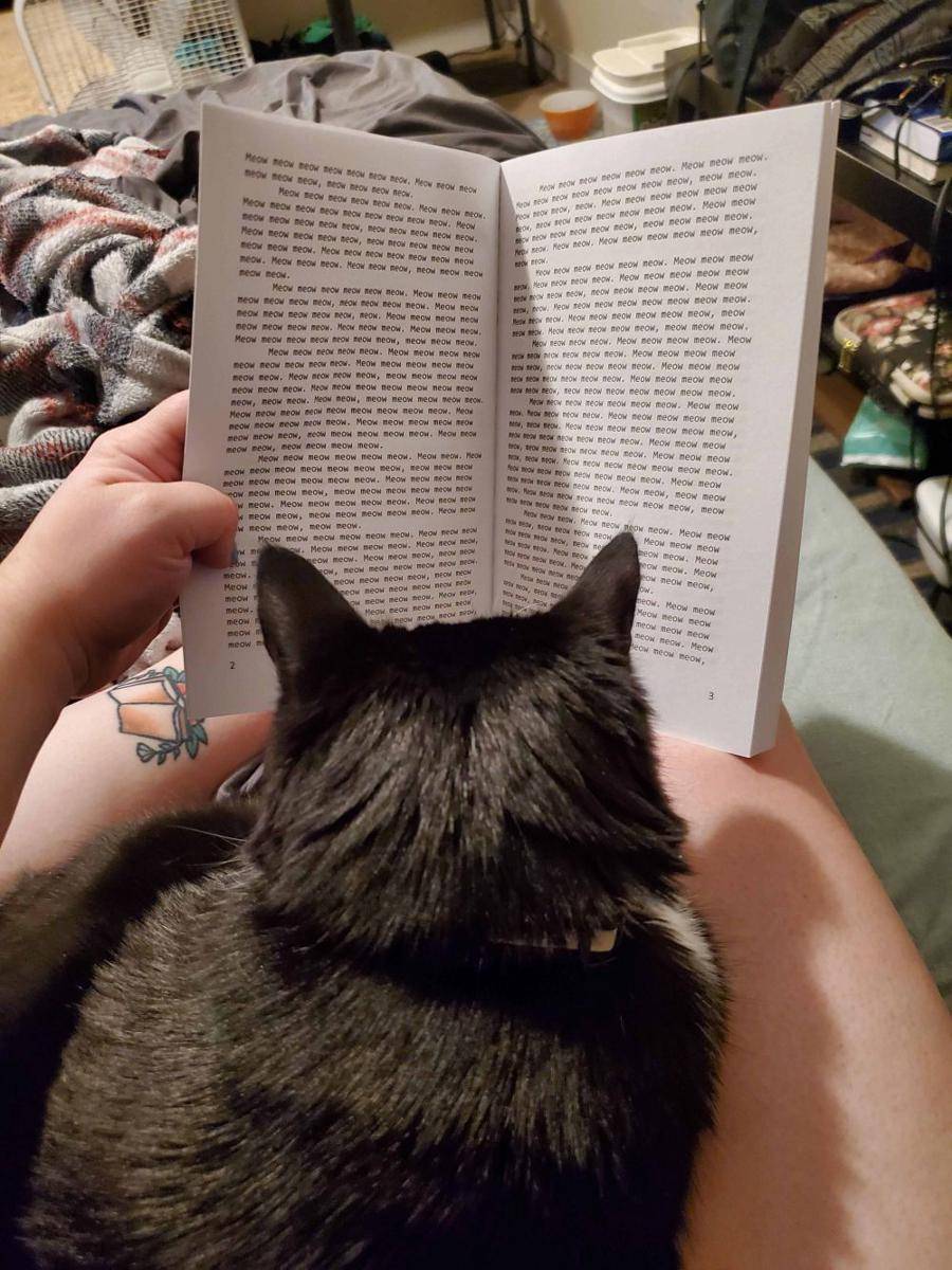 potret kucing gangguin pemiliknya baca buku (reddit.com/user/weirdokitty3)