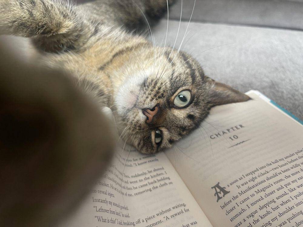 potret kucing gangguin pemiliknya baca buku (reddit.com/user/dunnibunni3)
