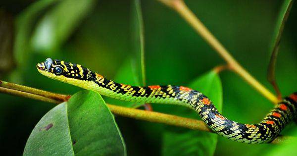 Golden tree snake (commons.wikimedia.org/Shagil Kannur)