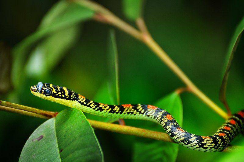 Golden tree snake (commons.wikimedia.org/Shagil Kannur)