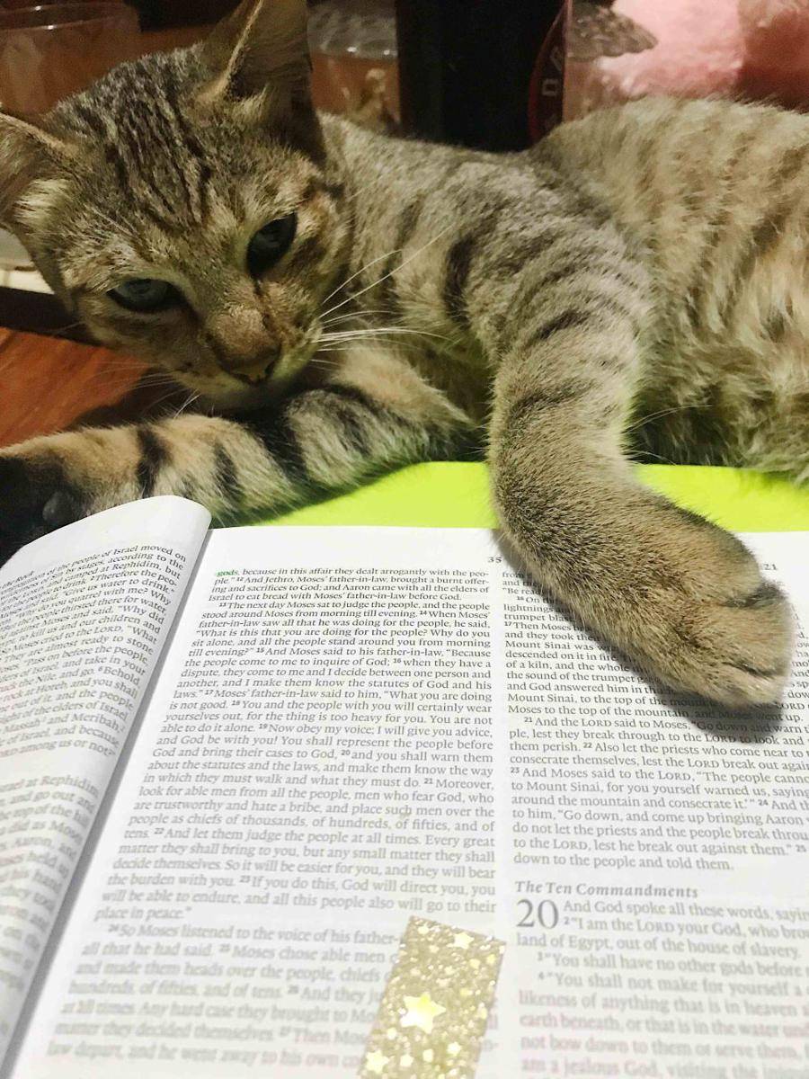 potret kucing gangguin pemiliknya baca buku (reddit.com/user/He_has_set_me_apart)
