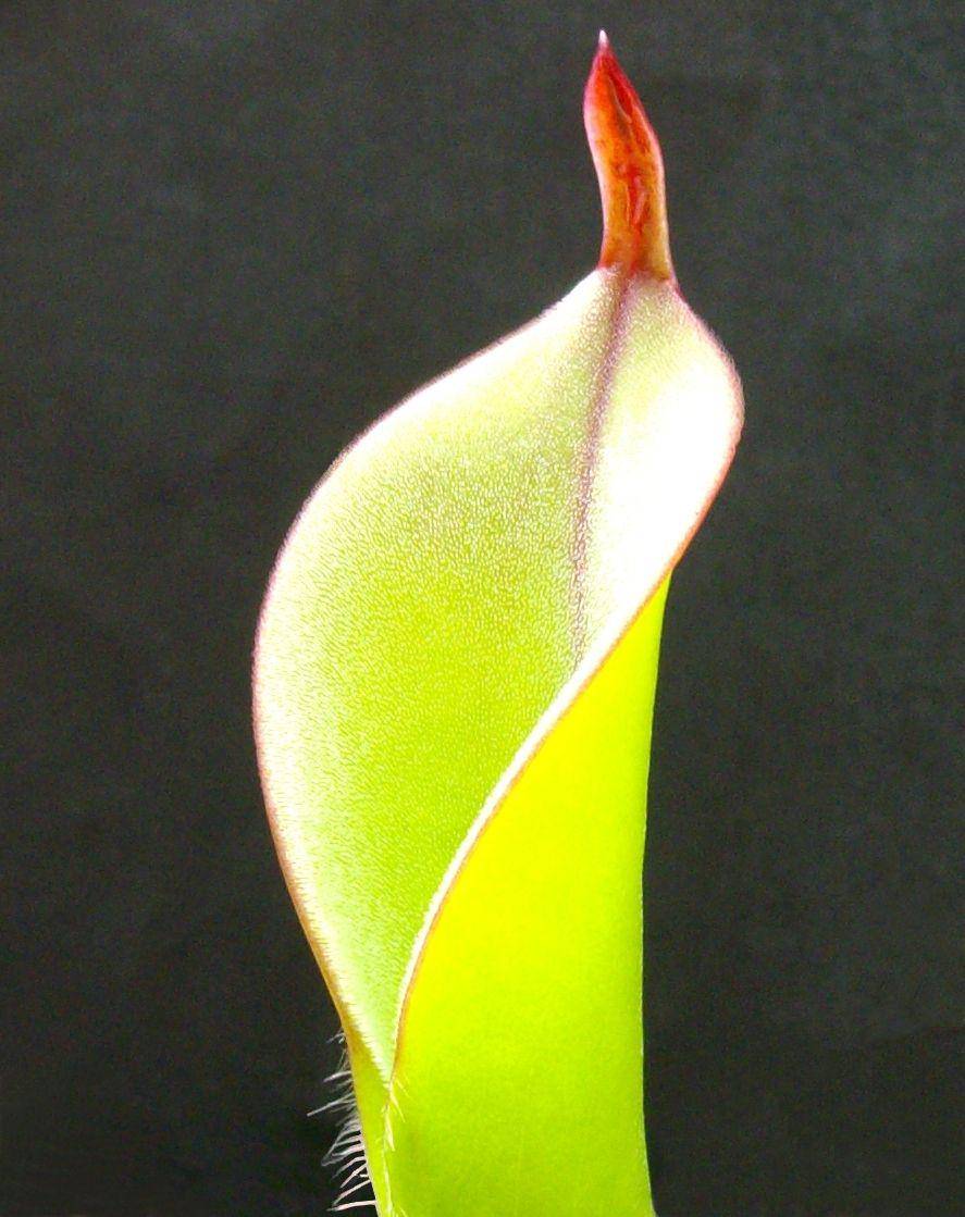 ilustrasi Heliamphora chimantensis (commons.wikimedia.org/Seb38)