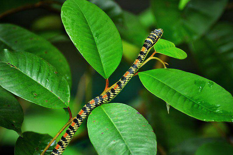 Golden tree snake (commons.wikimedia.org/Shagil Kannur)