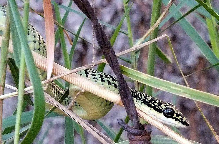 Golden tree snake (commons.wikimedia.org/Len Worthington)