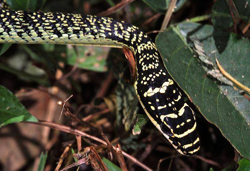Golden tree snake (commons.wikimedia.org/Bernard Dupont)