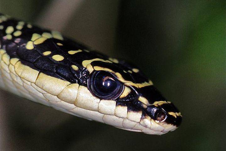 Golden tree snake (commons.wikimedia.org/Bernard Dupont)