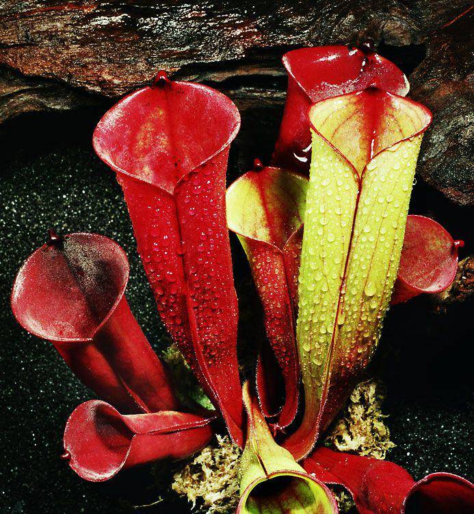 ilustrasi Heliamphora folliculata (commons.wikimedia.org/Andreas Eils)