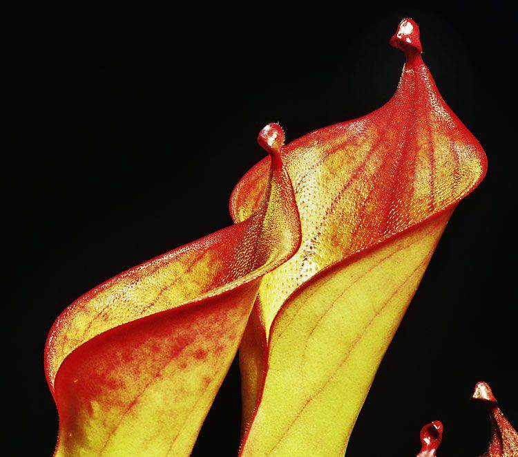ilustrasi Heliamphora ionasi (commons.wikimedia.org/Andreas Eils)