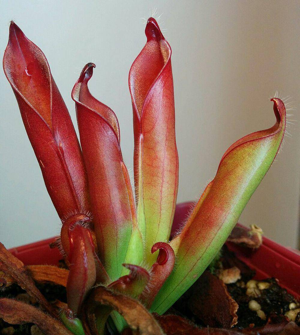 ilustrasi Heliamphora ceracea (commons.wikimedia.org/Alfindra Primaldhi)