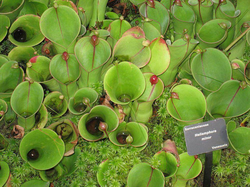 ilustrasi Heliamphora (commons.wikimedia.org/Daderot)