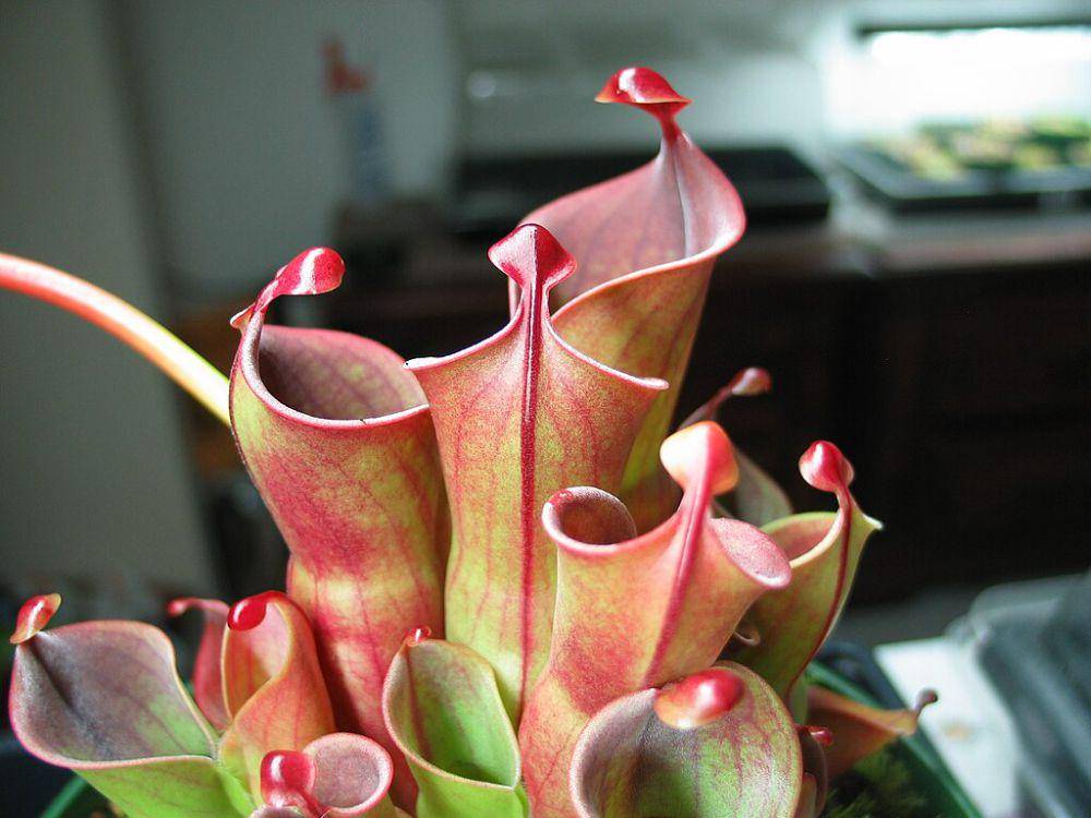 ilustrasi Heliamphora minor (commons.wikimedia.org/Dals093838)