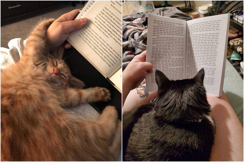 kolase potret kucing gangguin pemiliknya baca buku (reddit.com/user/harkafalcon | reddit.com/user/weirdokitty3)