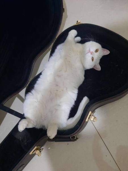 foto kucing bersantai di tas gitar (reddit.com/user/Freddy172)