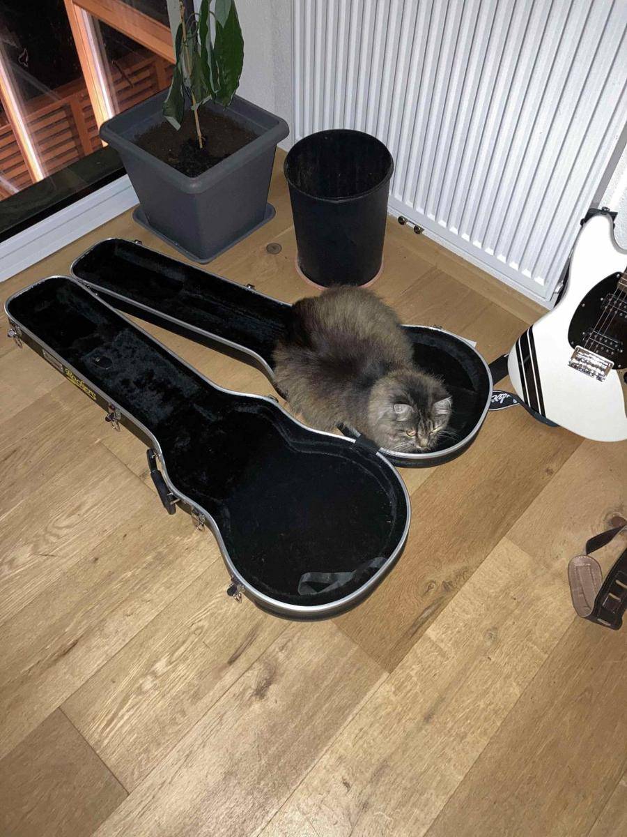 foto kucing bersantai di tas gitar (reddit.com/user/mctommy0505)
