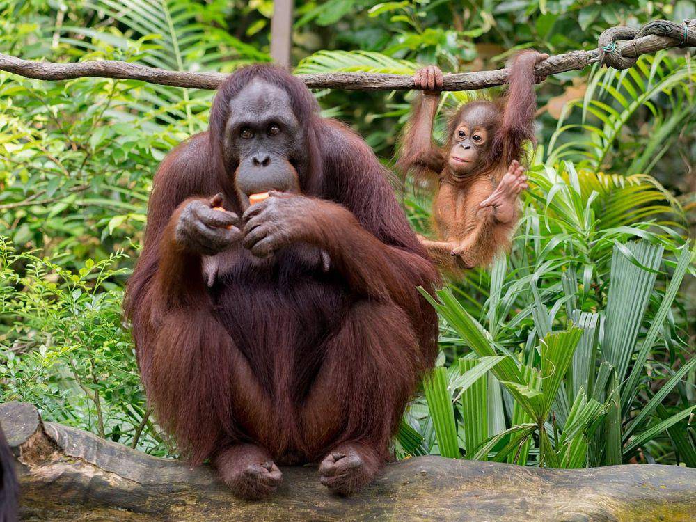 ilustrasi orang utan dan anaknya (wikimedia.org/Brett Jordan)