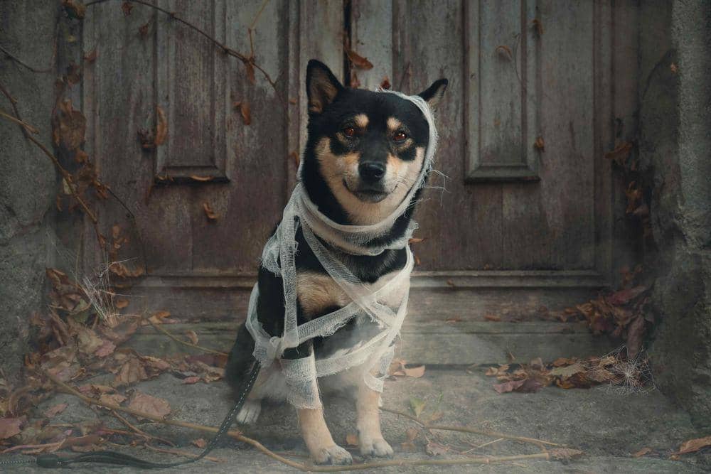 10 Foto Gemas Anjing Merayakan Halloween, Pakai Kostum!