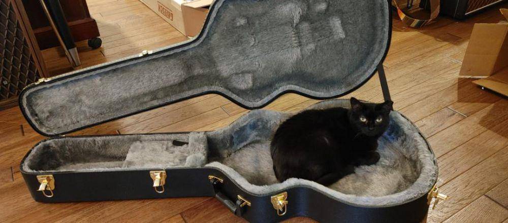 foto kucing bersantai di tas gitar (reddit.com/user/Grantmosh)