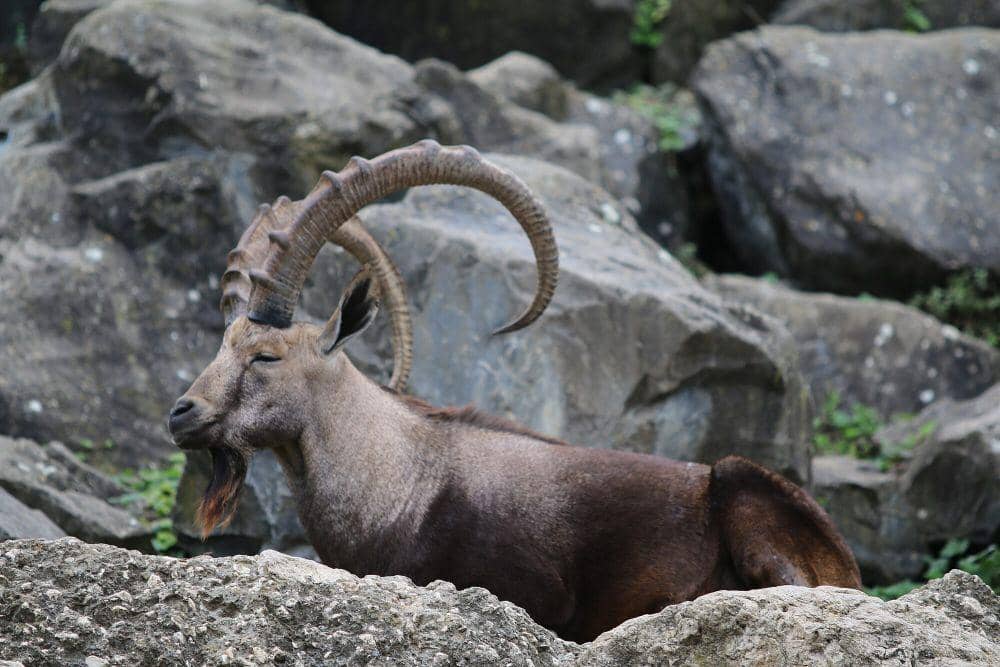 ibex nubia (commons.m.wikimedia.org/Lutz Fischer-Lamprecht)
