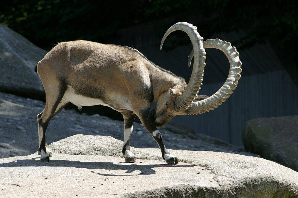 7 Fakta Unik Ibex Nubia, Anaknya Bisa Berlari Sehari setelah Lahir
