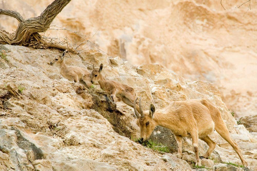 ibex nubia (commons.m.wikimedia.org/Paul Asman and Jill Lenoble)