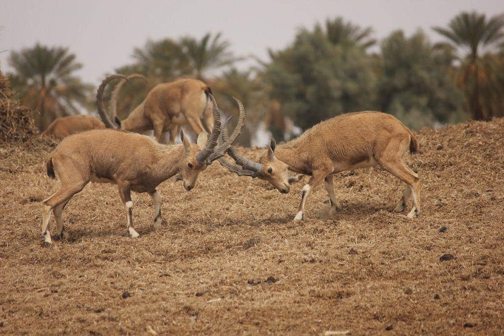 ibex nubia (commons.m.wikimedia.org/Adam Matan)