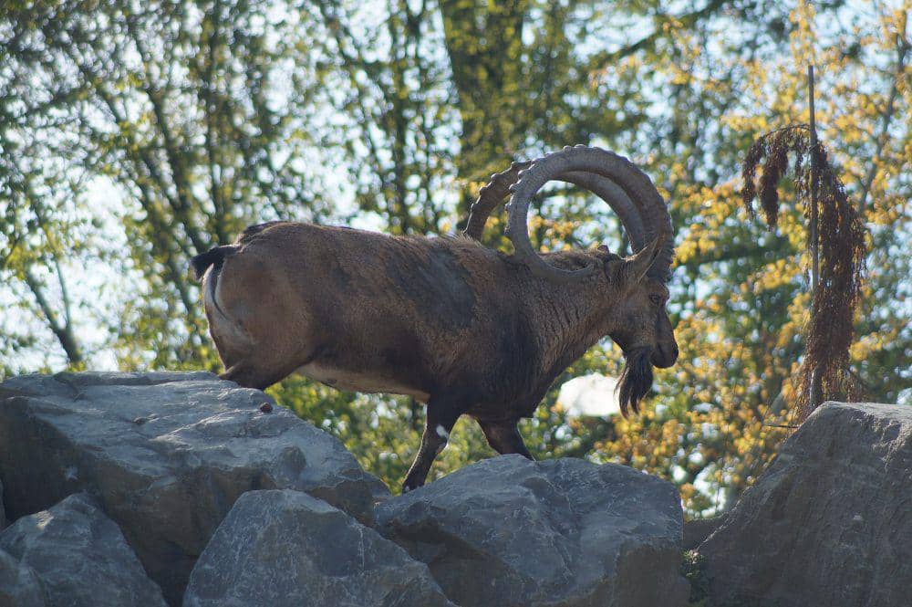 ibex nubia (commons.m.wikimedia.org/Albinfo)