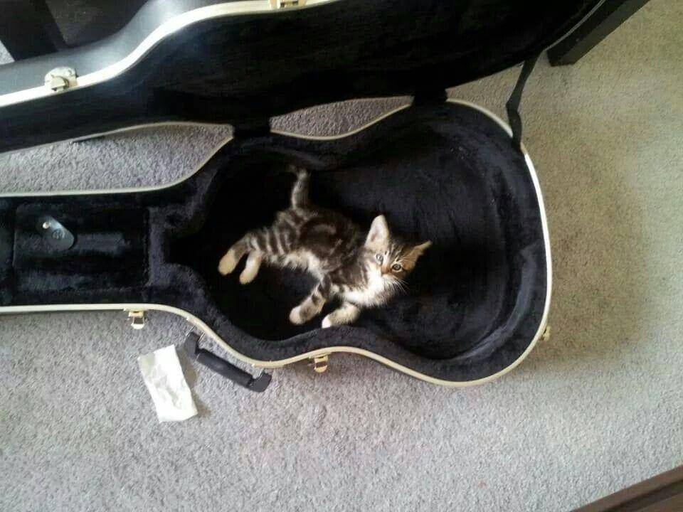 foto kucing bersantai di tas gitar (reddit.com/user/Oni1jz)