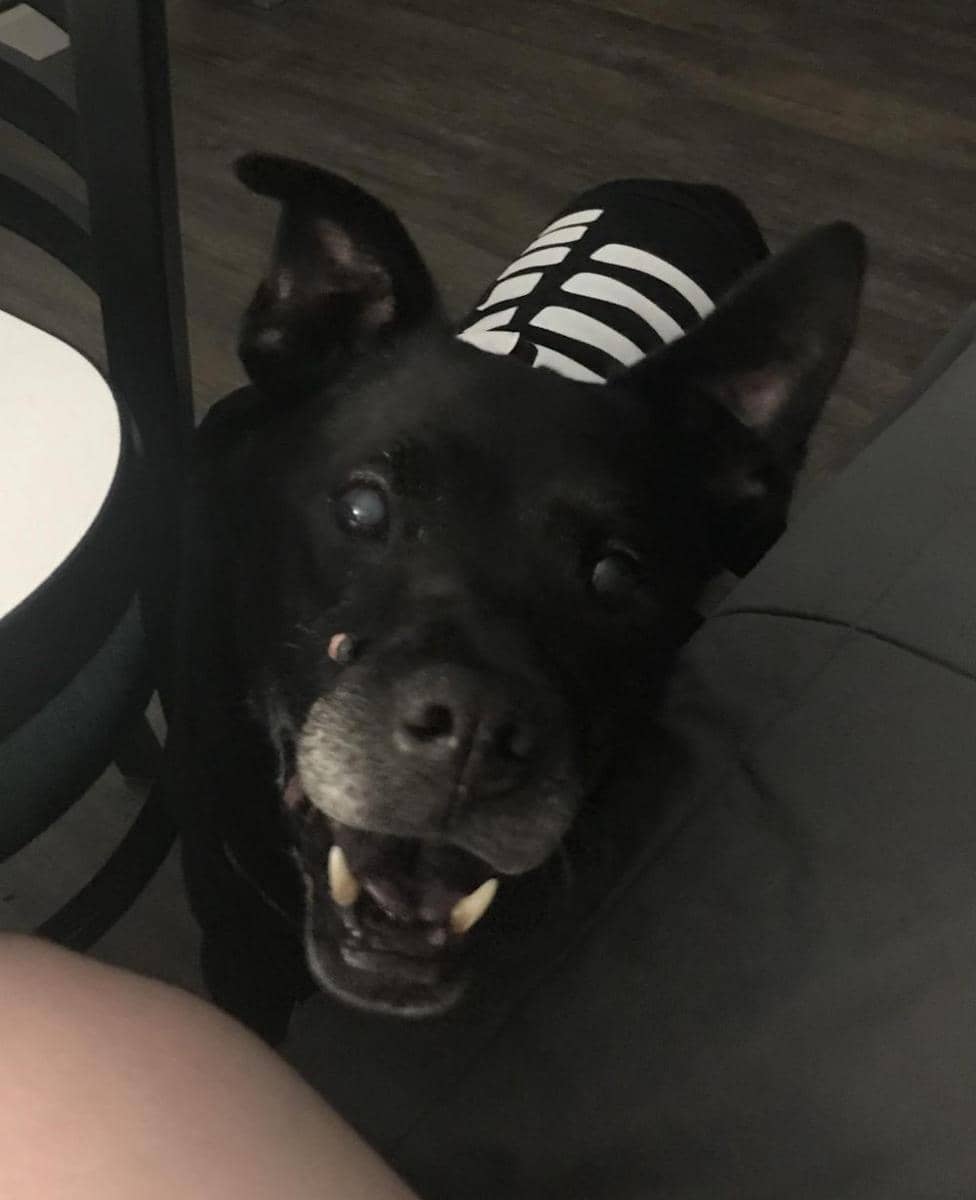 foto gemas anjing merayakan Halloween (reddit.com/user/Donut-Boxers)