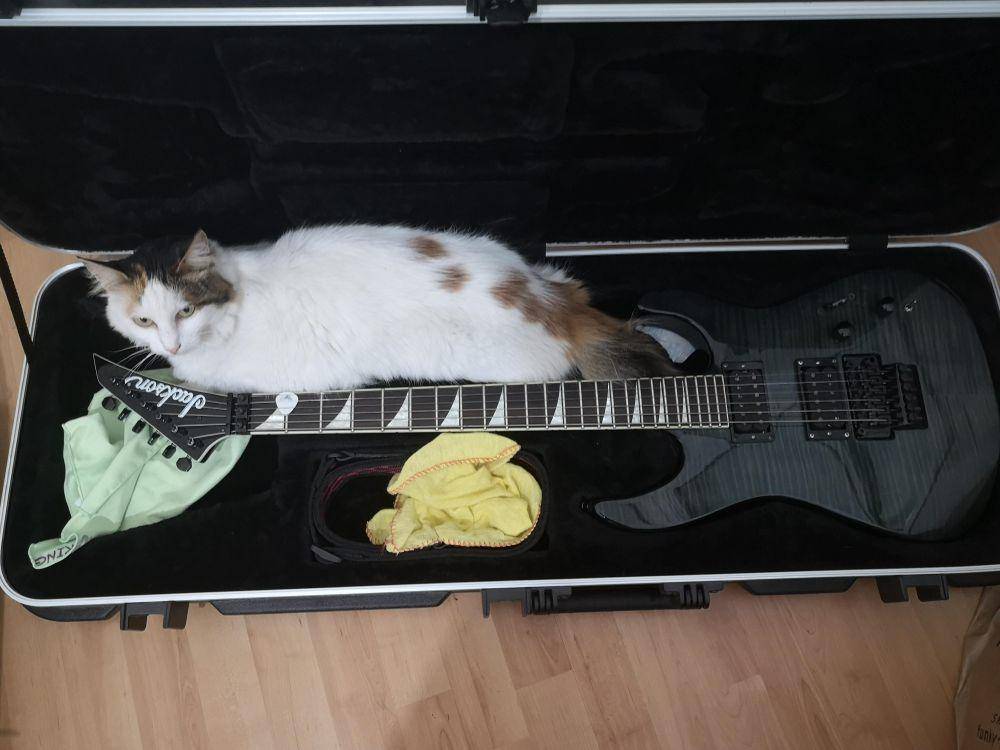 foto kucing bersantai di tas gitar (reddit.com/user/andritz_)