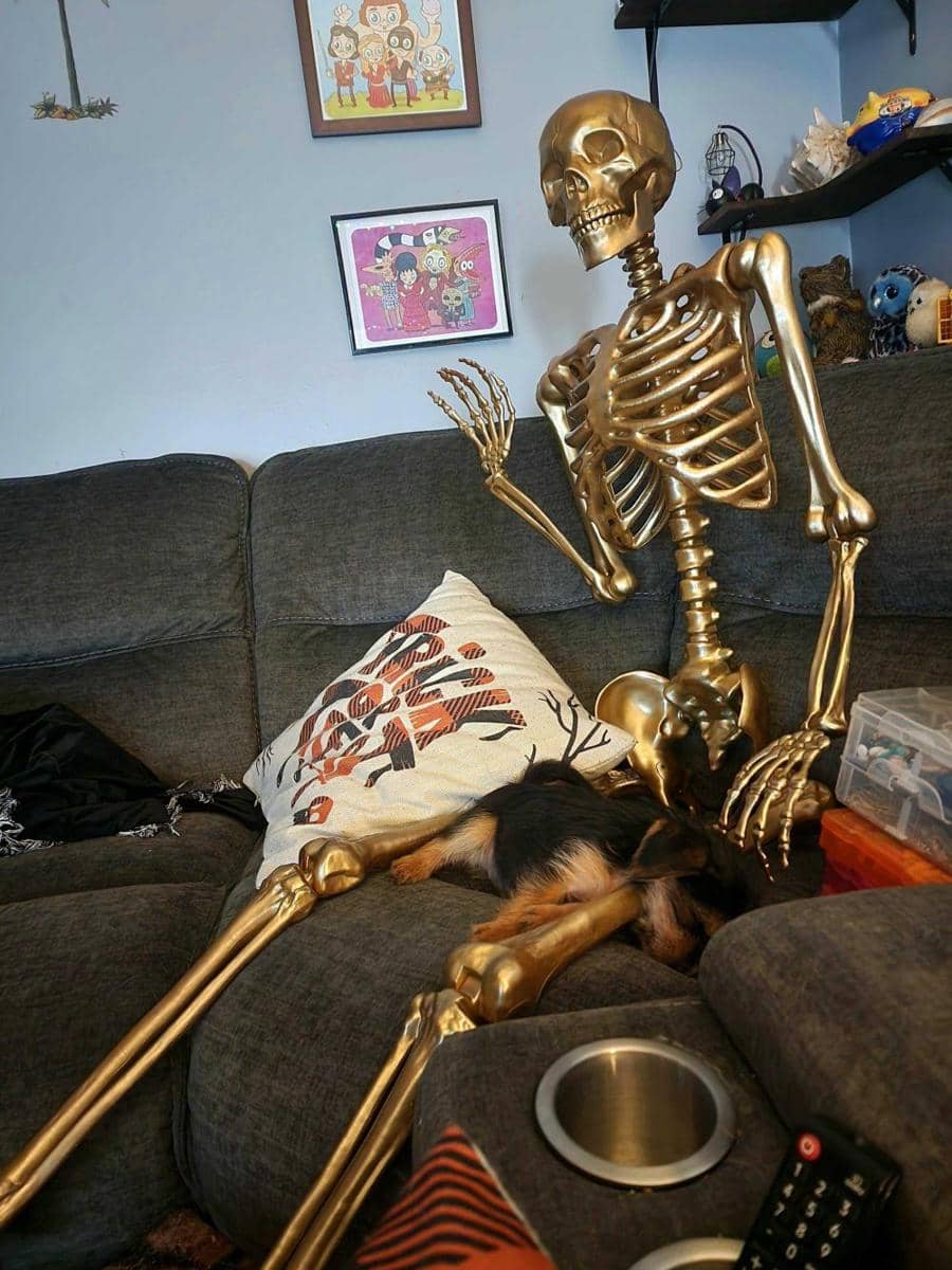 foto gemas anjing merayakan Halloween (reddit.com/user/AmyMakesItBeautiful)
