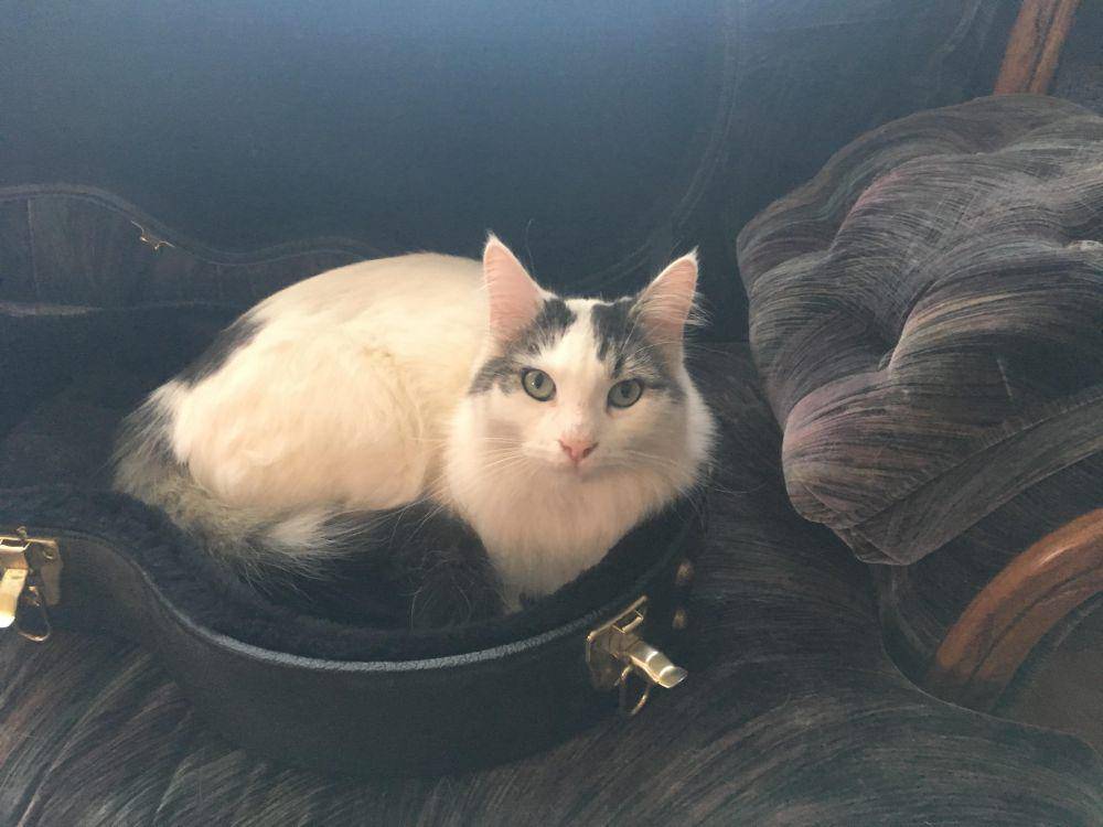 foto kucing bersantai di tas gitar (reddit.com/user/theruley)
