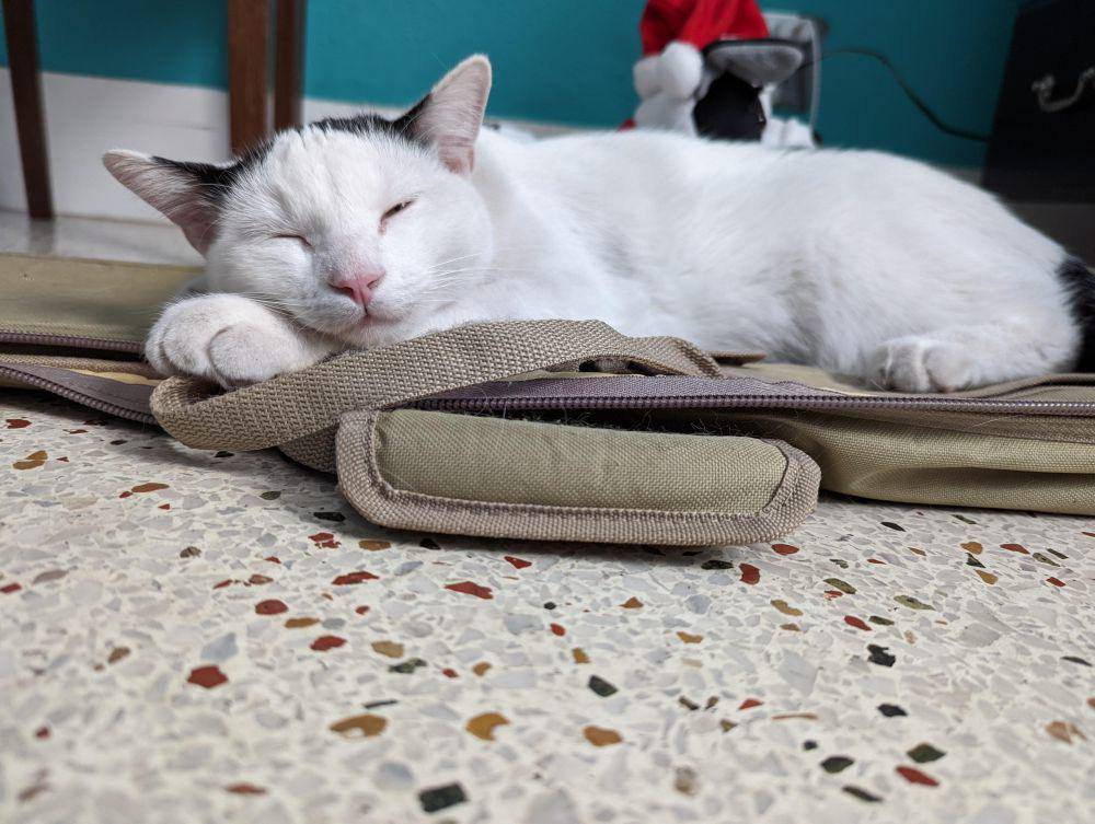 foto kucing bersantai di tas gitar (reddit.com/user/GemiLynx)