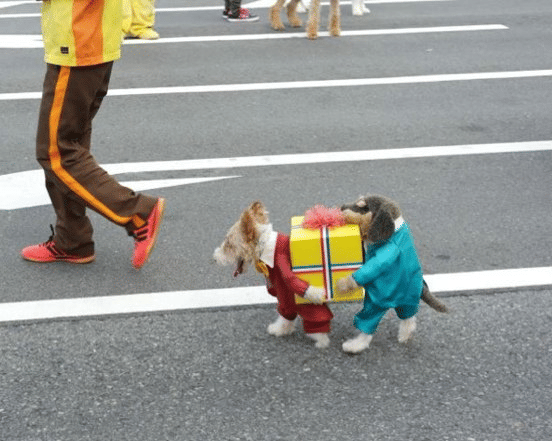 foto gemas anjing merayakan Halloween (reddit.com/user/jensyao)