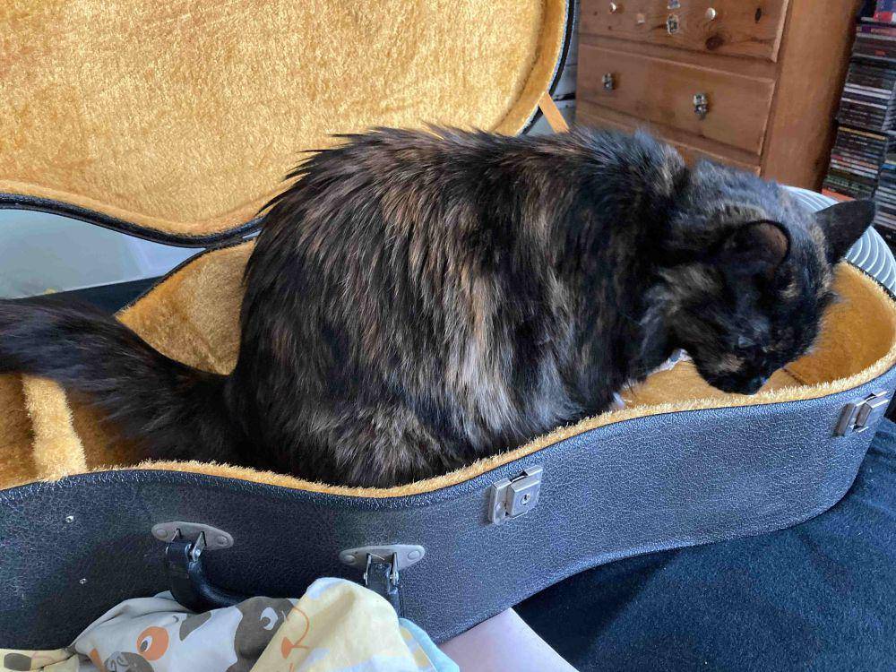 foto kucing bersantai di tas gitar (reddit.com/user/radlipsandrosycheeks)