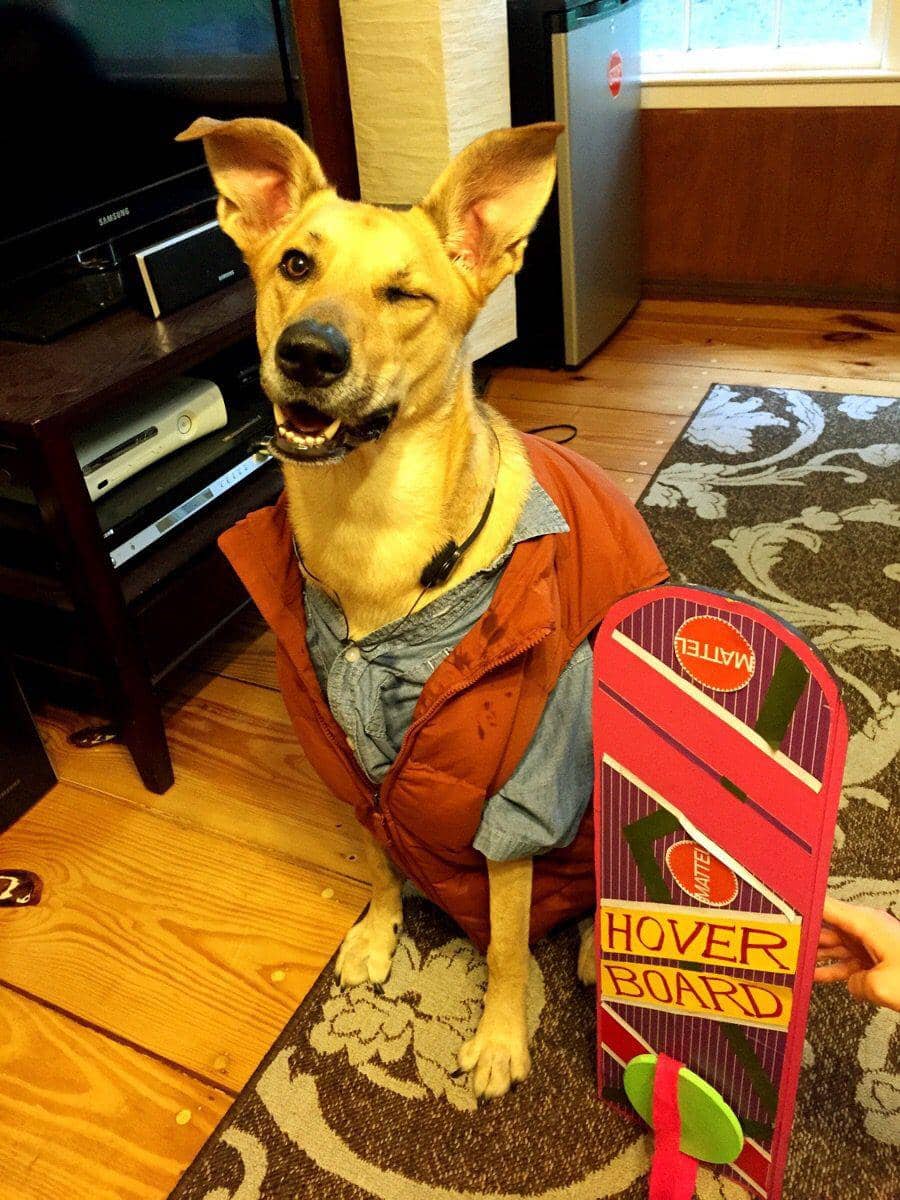 foto gemas anjing merayakan Halloween (reddit.com/user/ucfknight18)