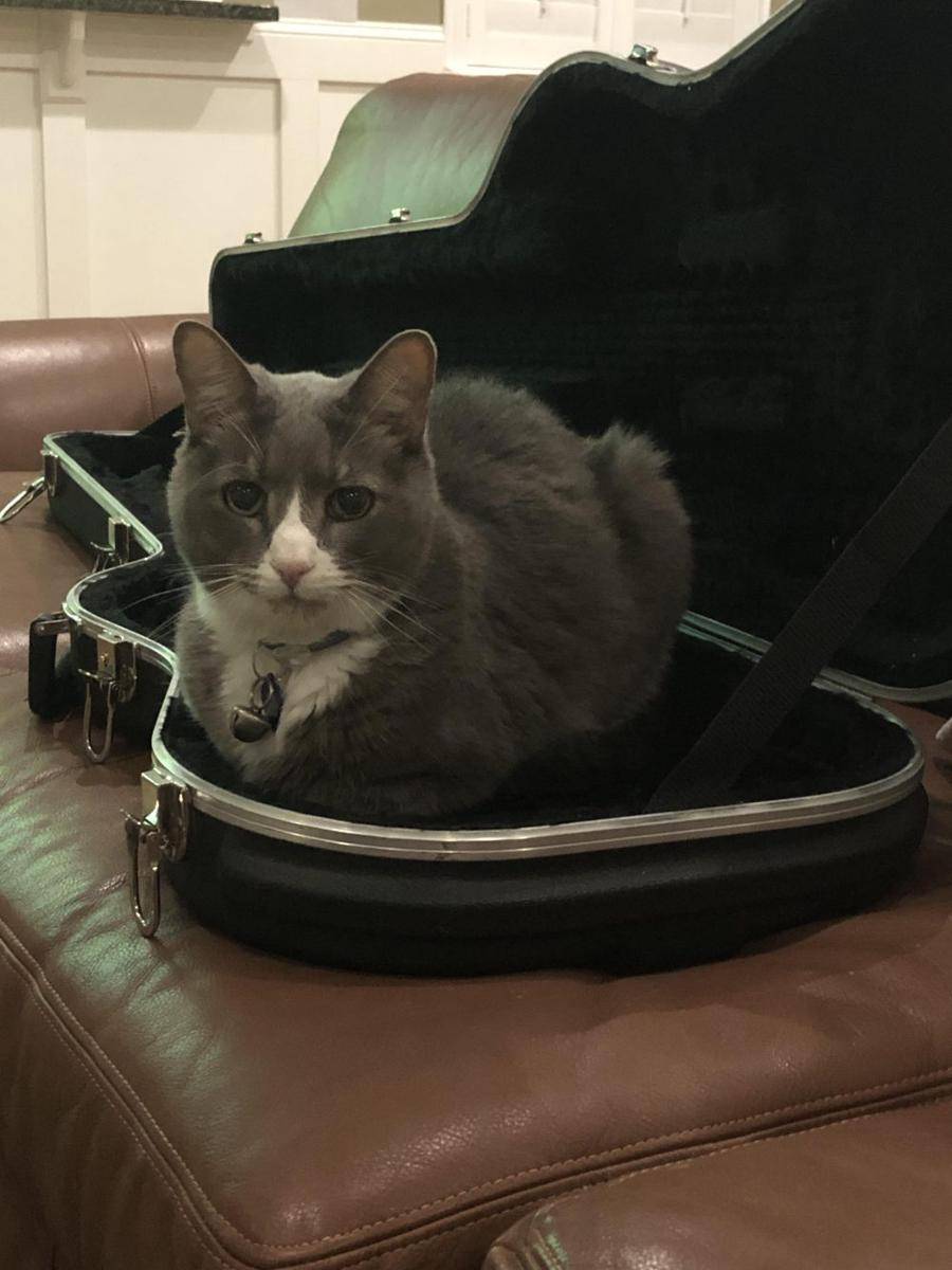 foto kucing bersantai di tas gitar (reddit.com/user/Funny_Needleworker60)