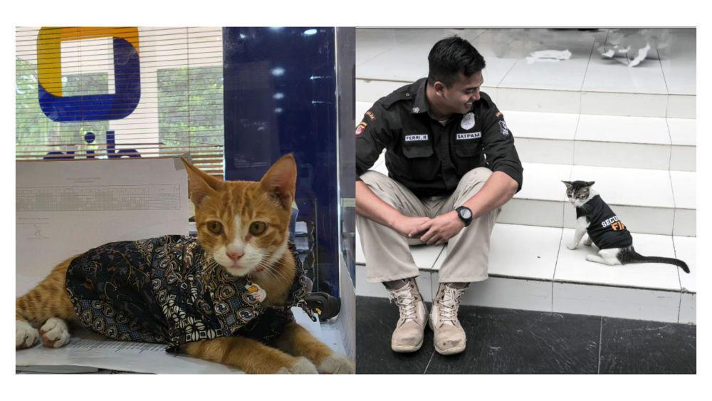5 Kucing yang Menjadi Maskot Institusi dan Tempat Umum