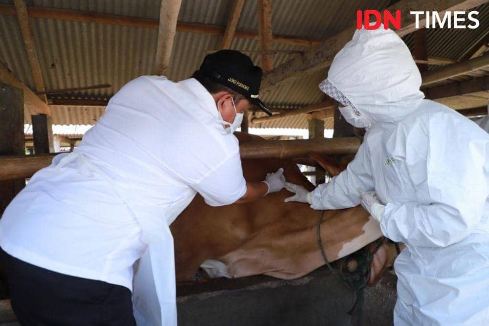 Ilustrasi vaksinasi PMK pada ternak sapi. (IDN Times/Daruwaskita)