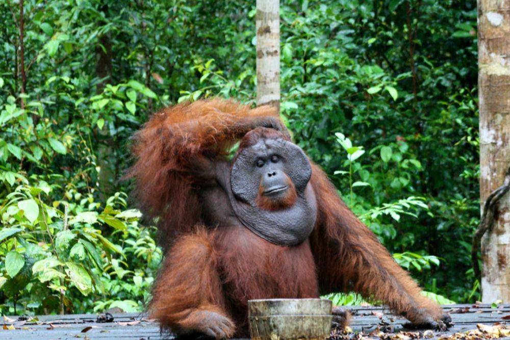 ilustrasi orang utan Kalimantan (flickr.com/CIFOR)
