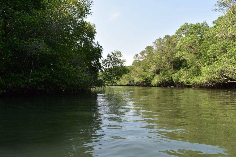 Kawasan mangrove di Denpasar (Dok.IDN Times/istimewa)