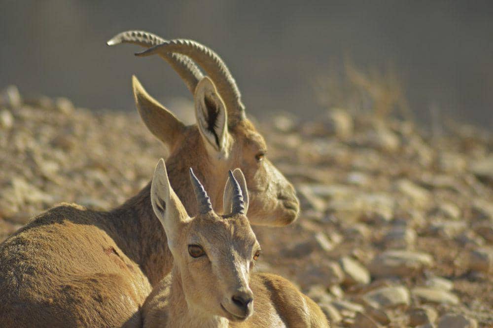 ibex nubia (pixabay.com/Ines Hirschauer)