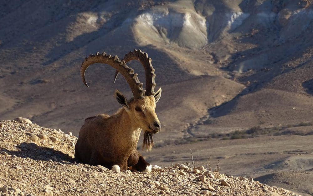 ibex nubia (pixabay.com/Joerg)