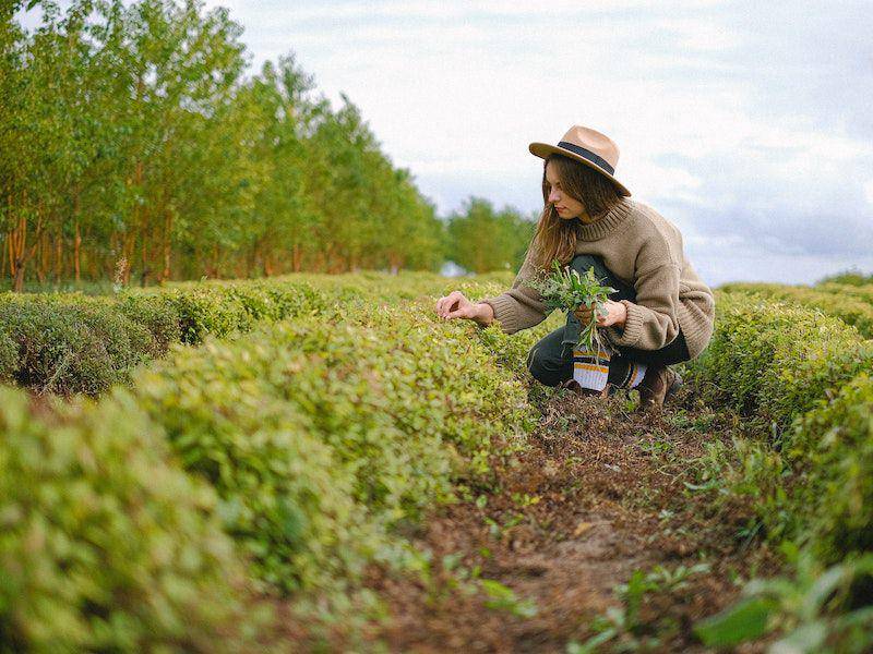 ilustrasi bidang agrikultur (pexels.com/Anna Shvets)
