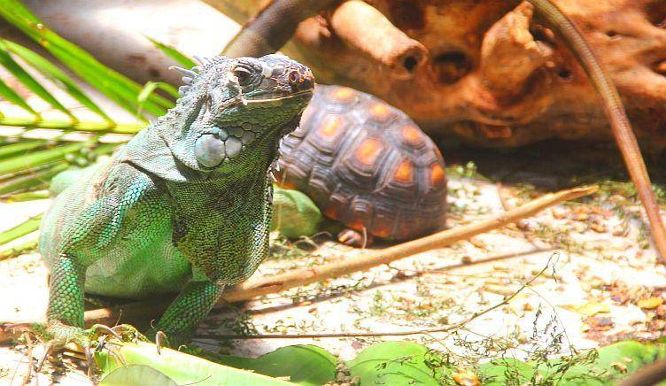 Barbados Wildlife Reserve (dok. Barbados Org)